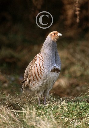 Grey Partridge DM03541